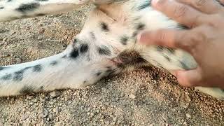 Ticks dogs #animals #pets #dog #ticks