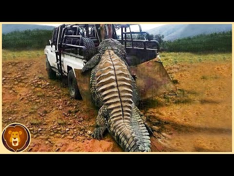 The largest crocodiles ever caught