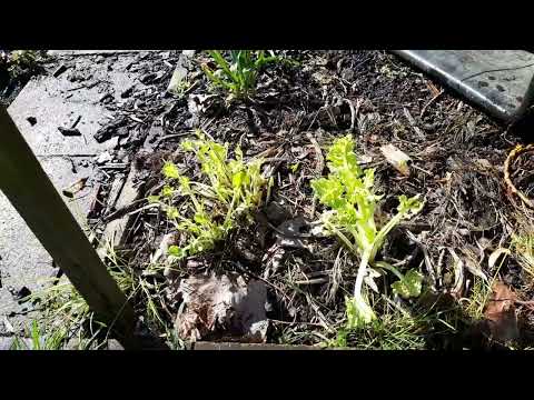 Meerkohl Ernte im März und Zubereitung