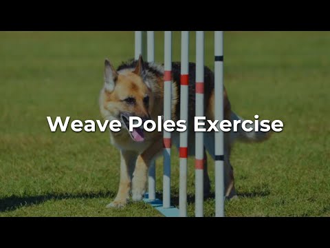 Weave Poles – Video Weave Poles - Video