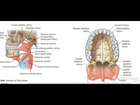 Blood supply of palate 2