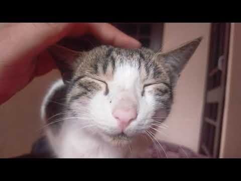 Sleeping cats lovly cats cute cats naughty cats cat prank