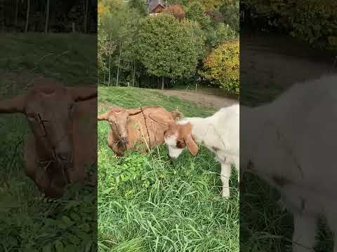A Nógrádi vár kecskéi #castle #ruins #goat