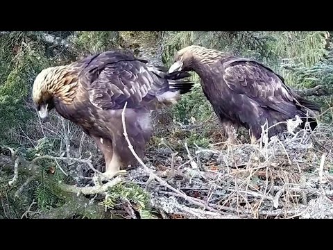 Bucovina Golden Eagle~ Lucina & Caliman came for a nest visit! Great closeups! 😍~2022/12/15