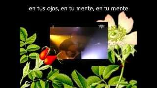 Marillion - Fruit Of The Wild Rose (Traducción al español)