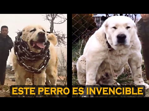 , title : 'Este Perro Es EL Más Poderoso De Todos , Conócelo!!'