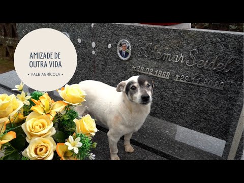 Cachorro visita dono que morreu há três anos - no cemitério!