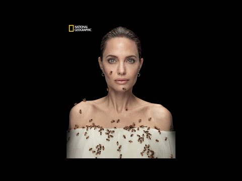 شاهد في يومه العالمي ... النحل يغطي وجه أنجلينا جولي وجسدها