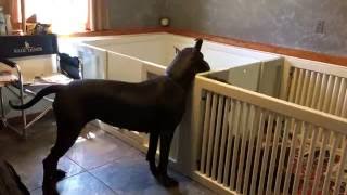 Blue Great Dane Farm Film