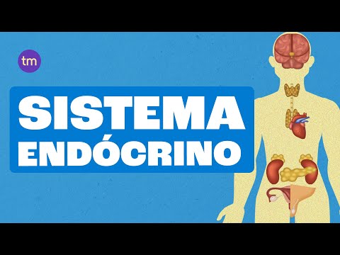 SISTEMA ENDÓCRINO: O que são Glândulas e como elas funcionam