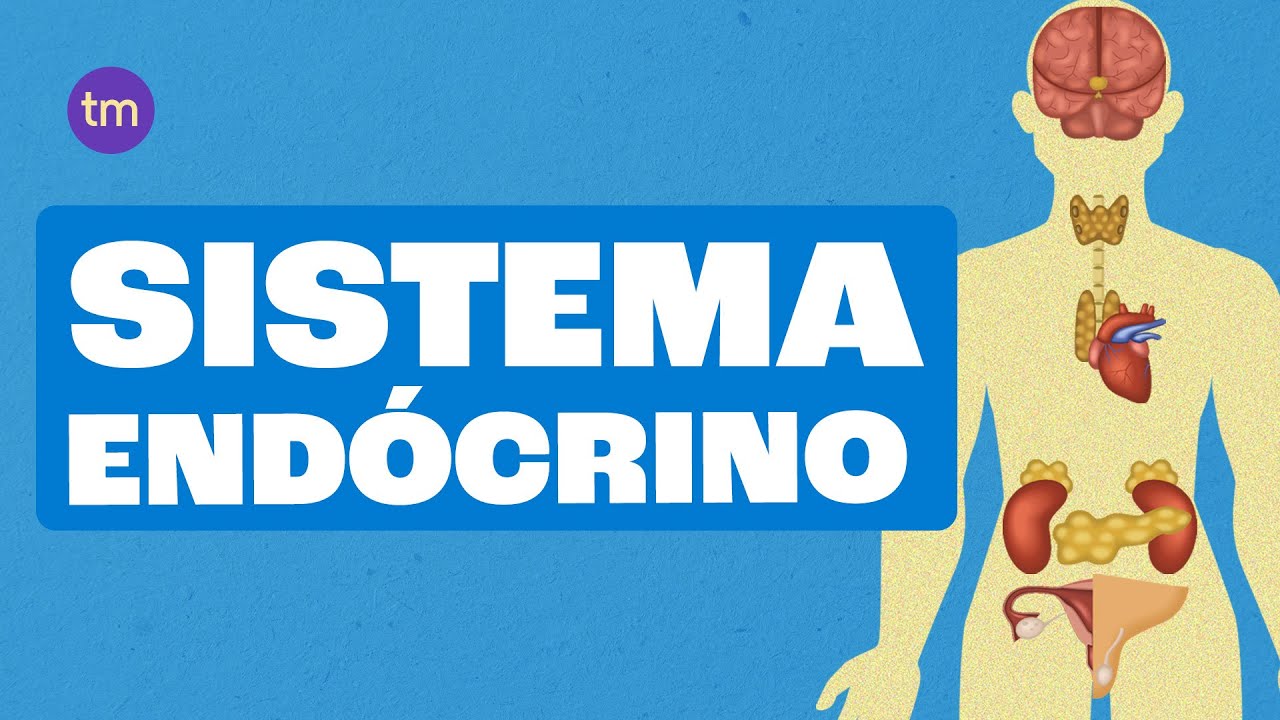 SISTEMA ENDÓCRINO: O que são Glândulas e como elas funcionam