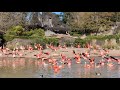 Caribbean And Chilean Flamingos At Hagenbeck S Tierpark Attempted Display Flight And Swimming