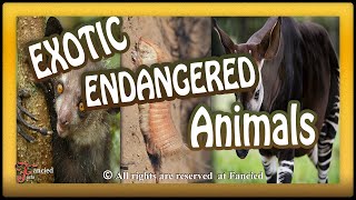 Three Endangered and Exotic Animals | Okapi | Pink Armadillo | Aye-aye