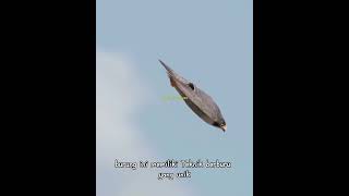 Download lagu Fakta Unik Peregrine Falcon Hewan Tercepat di Dunia #falcon #elang #alapalap mp3
