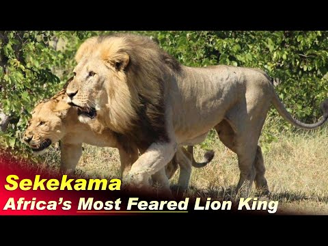 Sekekama : The Mightiest Lion of Africa | Sekekama - The King of The Marsh Pride