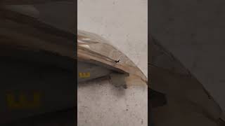 Vídeo de Pisca Traseiro Esquerdo Suzuki Srad 1000 2007