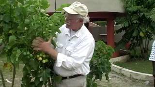 preview picture of video 'Finding high-yielding Jatropha plants in Ghana'