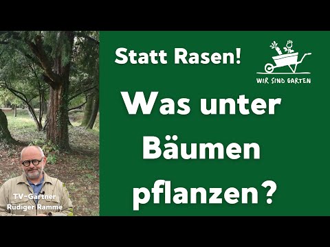 Statt Rasen: Was pflanzt man unter Bäumen?