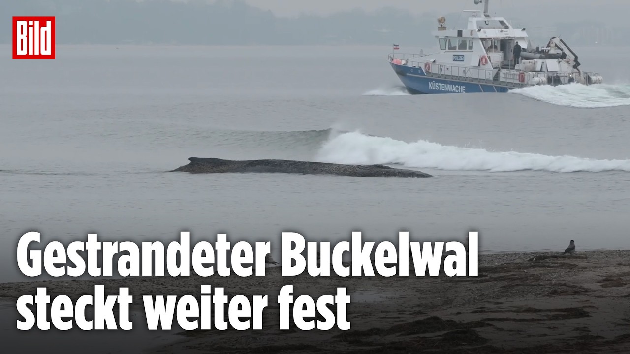 Wal-Drama an der Ostsee: So ernst steht es um den Meeressäuger