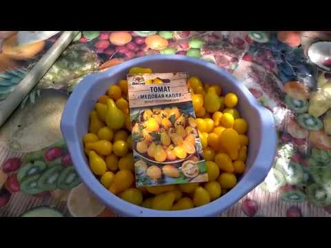 ????Томат "Медовая капля". Отзыв.
