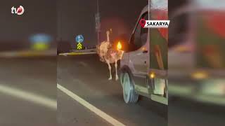 Deve Kuşu, Trafiği Alt Üst Etti