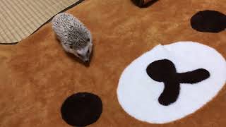 Cats Curiously Observe and Follow Hedgehog Around House - 1497604