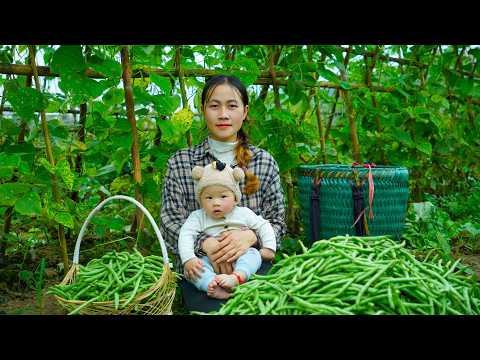 Farm Life with My Child – Harvesting Beans to Sell at the Market | A Simple Country Lifestyle