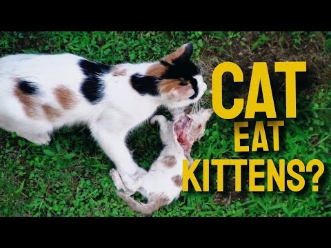 Reasons why cat eat their kittens and how you can prevent cat from eating kittens!
