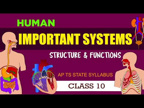 Important Human Systems in English  - 10th biology  -  class 10th science  -  AP and TS Syllabus