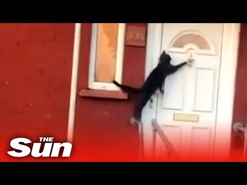 ‘Britain’s politest cat’ knocks on a front door to be let in