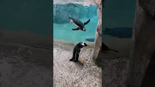 Download lagu Kind Man Helps Penguin😍❤️ mp3 Download lagu Kind Man Helps Penguin😍❤️ mp3