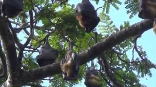 preview picture of video 'Fruitbats (Sri Lanka, Kandy, 2014)'