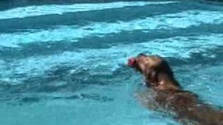 Dog dives deep underwater