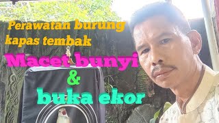 Download lagu Perawatan kapas tembak macet bunyi dan buka ekor @harzalisutan1563 #perawatankapas #kapastembak mp3