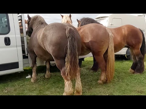 Caii lui Anghel de la Bulgăruș-Timiș 2022