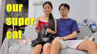 The daily life of our cat：Xiaohei