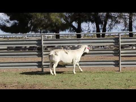 LOT 81 – WHITE DORPER RAM 220807