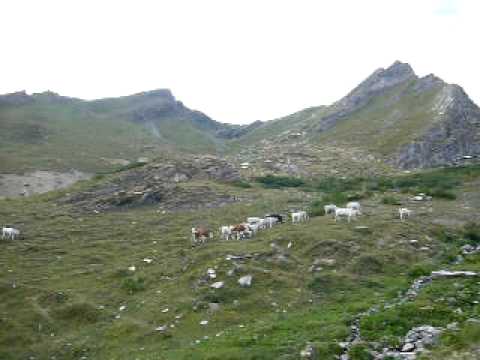 Mucche al Colle dell'Agnello  "..rientro al gias dopo il pascolo.."