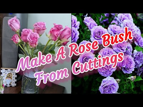 Propagating New Rose Bushes From Store Bought Flowers.