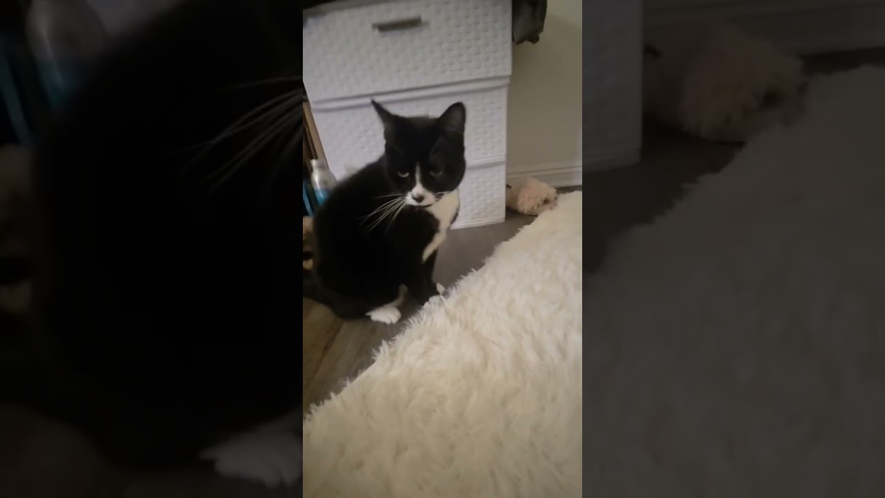 Enlarge Marilyn Mouse, an adopted Domestic Short Hair in Los Angeles, CA video 5/5