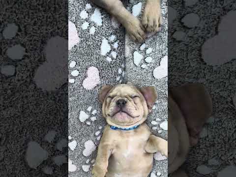 Video 1