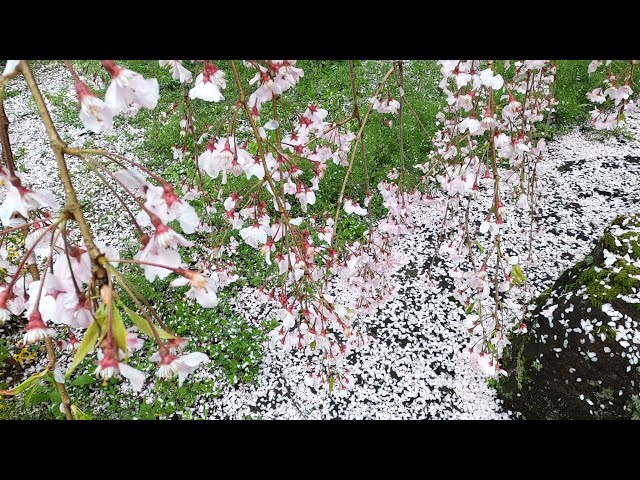 2025 [Kakunodate Cherry Blossoms] Blooming Status April 30th