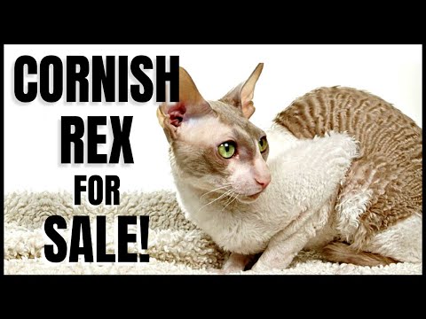 Cornish Rex Kittens for Sale!