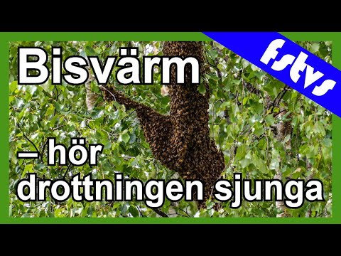 Mitt i en bisvärm utan skydd