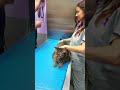 Cat Vet Trip Gone Wrong