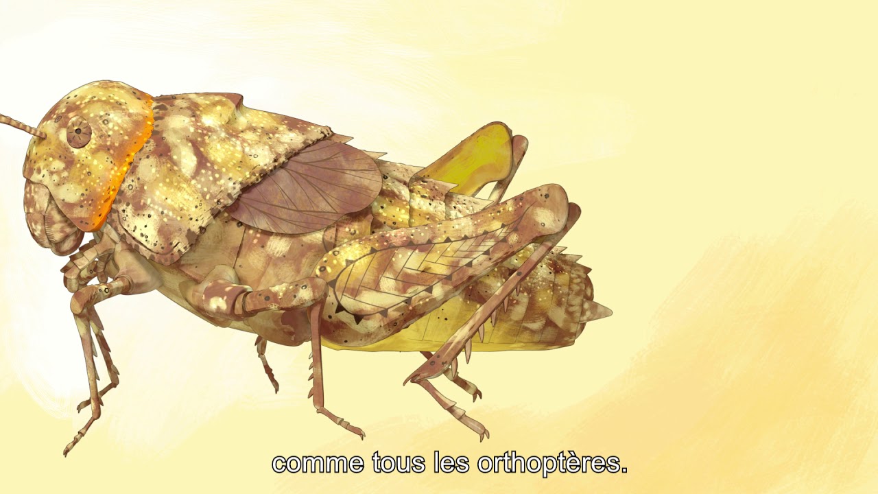 youtube video id=nJhb46Vt_HY