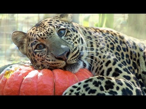 The Big Cats at the Zoo Are Already Celebrating Halloween!