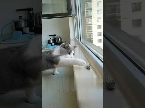 Funniest Cat🐱  / Try Not To laugh / 2023 Best Cats