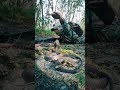 ARMY Boy Ll ARMY STUTES Ll SHORTH VIDEO Ll SNAKE VIDEO SHORT