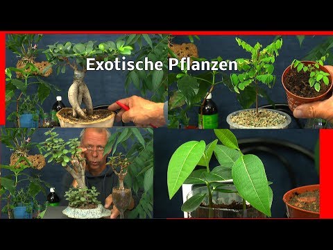 Exotische Pflanzen der Ratgeber schlau TV im Reich der Pflanzen Teil 1